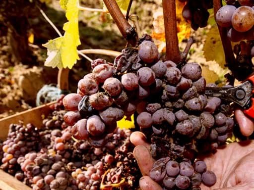 Điều gì khiến rượu vang làm từ nho Noble Rot trở nên đặc biệt? Điều gì khiến rượu vang làm từ nho Noble Rot trở nên đặc biệt?