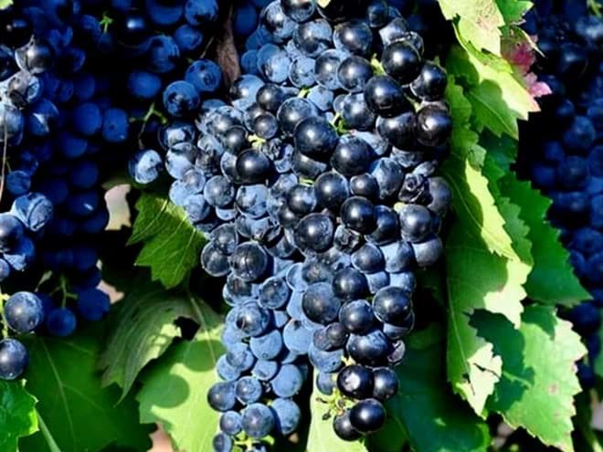 Montepulciano Montepulciano