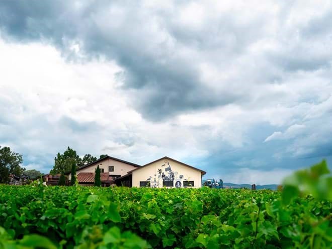 Le Macchiole  Le Macchiole