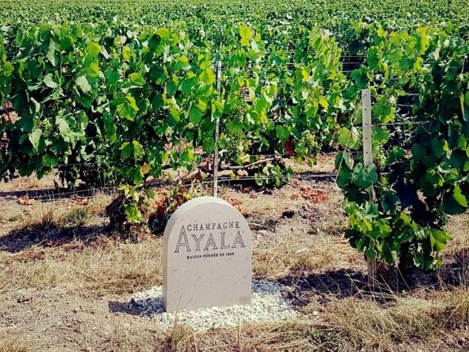 Champagne Ayala Champagne Ayala