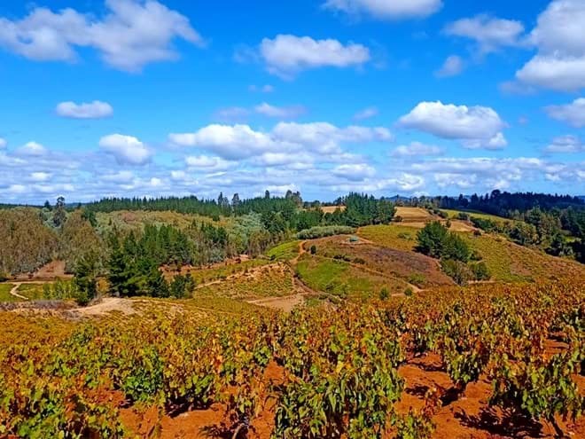 Maule Valley  Maule Valley
