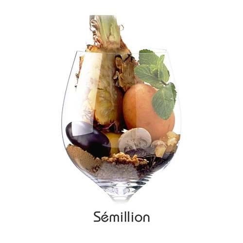 Nho Semillion Semillion