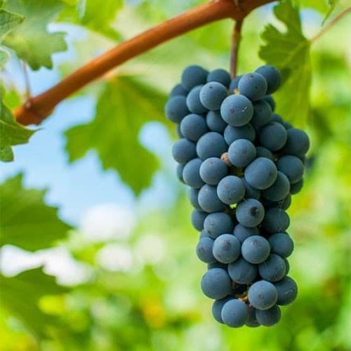 Kết quả của cuộc thi Cabernet Sauvignon Asia Masters 2022 Kết quả của cuộc thi Cabernet Sauvignon Asia Masters 2022