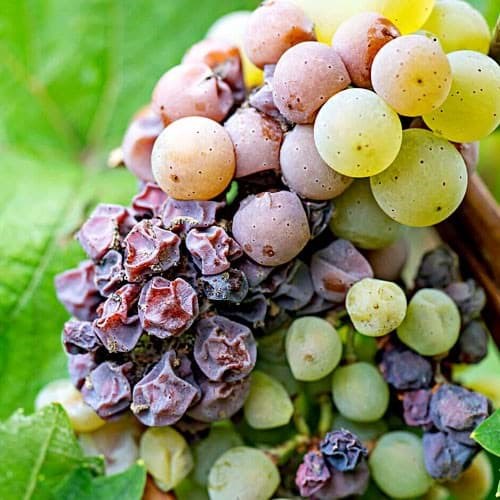 Điều gì khiến rượu vang làm từ nho Noble Rot trở nên đặc biệt?