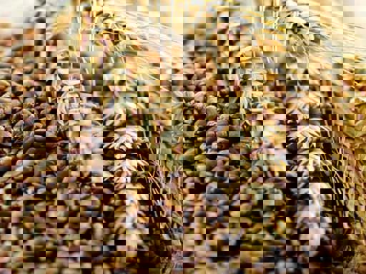 Sự khác nhau giữa Grain whisky và malt whisky 