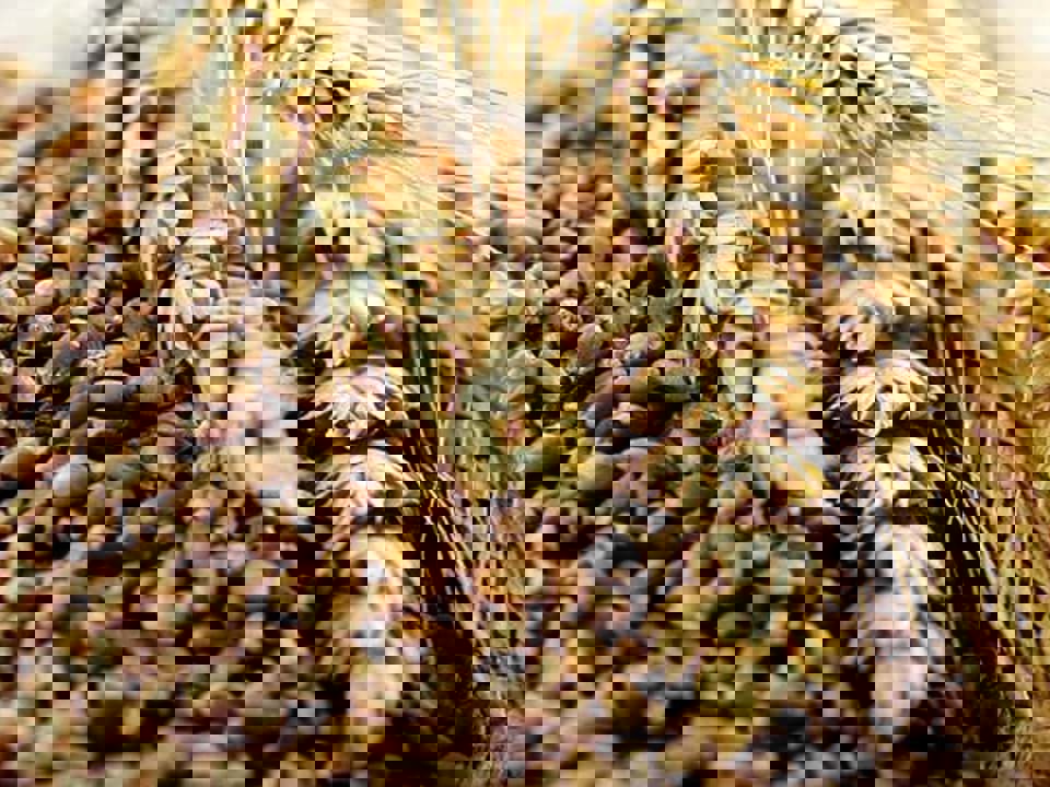 Sự khác nhau giữa Grain whisky và malt whisky 