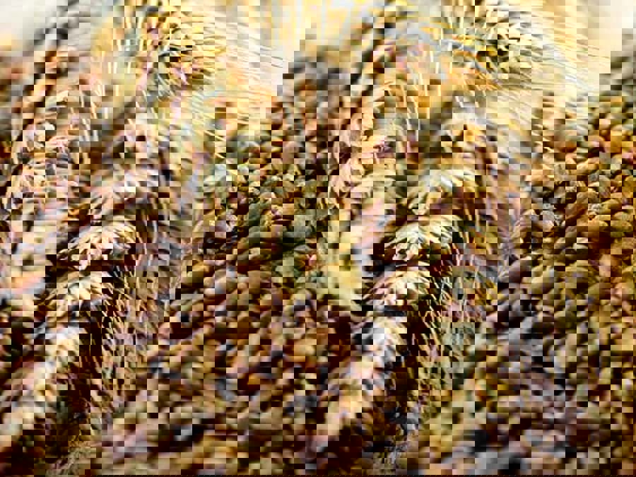 Sự khác nhau giữa Grain whisky và malt whisky Sự khác nhau giữa Grain whisky và malt whisky