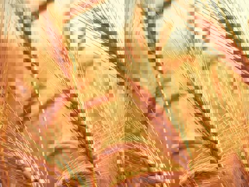 Tại sao lúa mạch được ưa chuộng để sản xuất rượu whisky? 