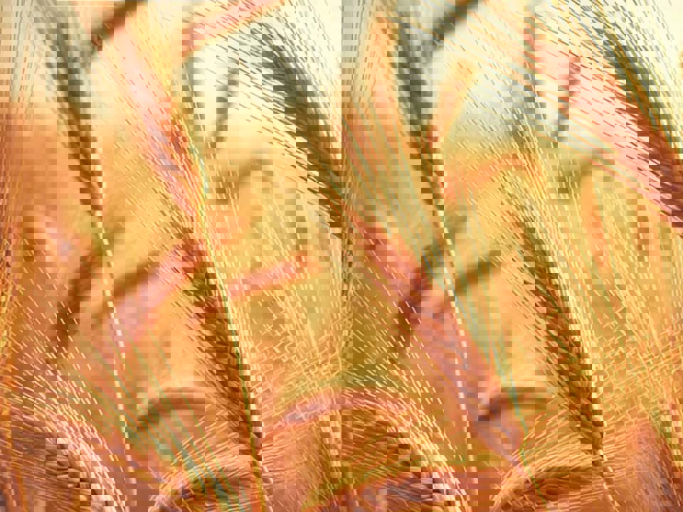 Tại sao lúa mạch được ưa chuộng để sản xuất rượu whisky? 