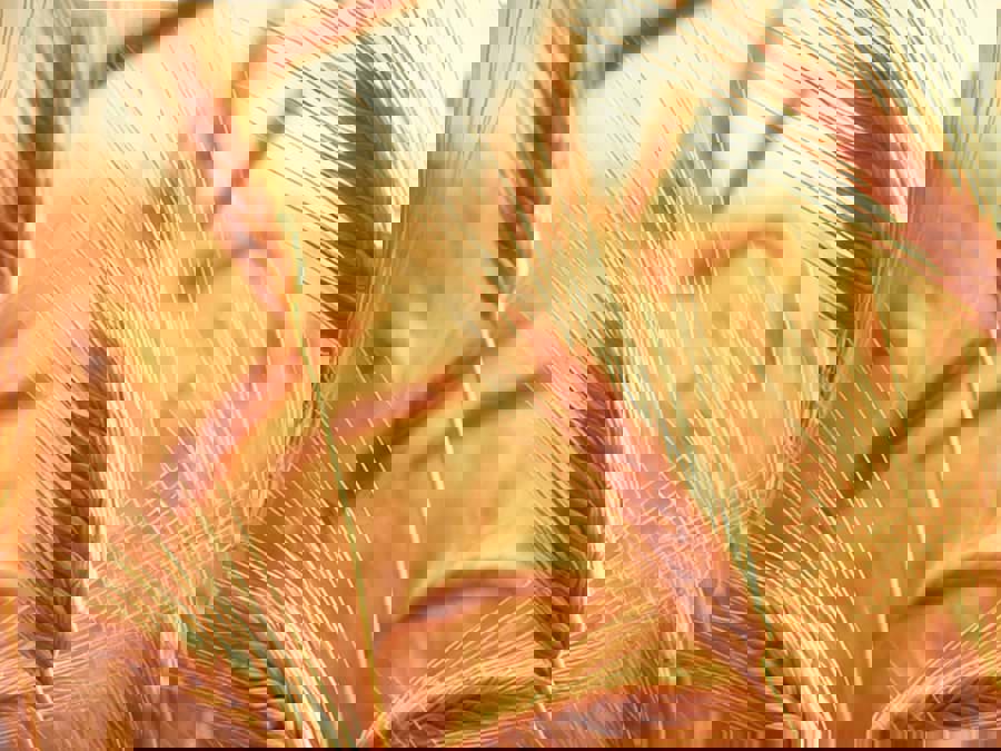 Tại sao lúa mạch được ưa chuộng để sản xuất rượu whisky? Tại sao lúa mạch được ưa chuộng để sản xuất rượu whisky?