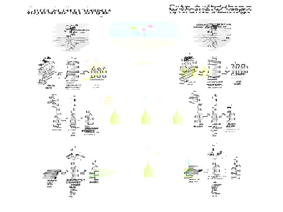 Quy trình sản xuất rượu Champagne