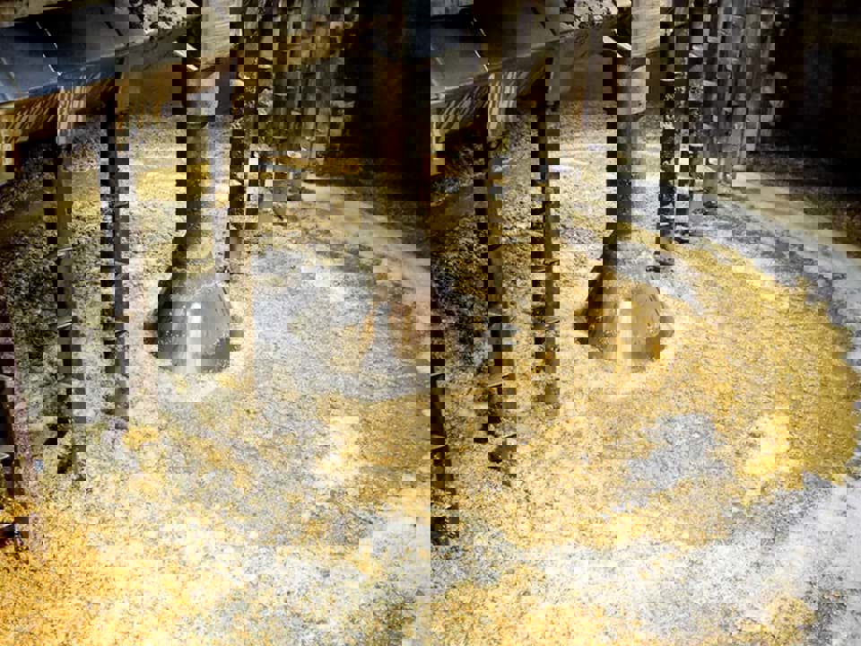 Quá trình nghiền/mashing ngũ cốc trong sản xuất whisky diễn ra như thế nào? 