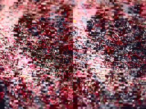 Quá trình lên men rượu vang diễn ra như thế nào? 