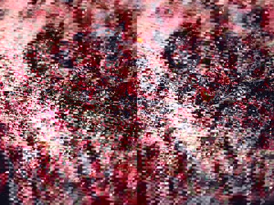 Quá trình lên men rượu vang diễn ra như thế nào? 