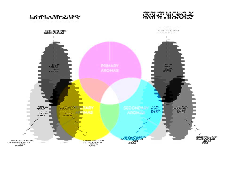 Hương thơm của rượu vang 