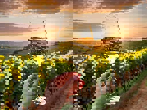 Hương gia vị/spicy có trong rượu vang đến từ đâu? 