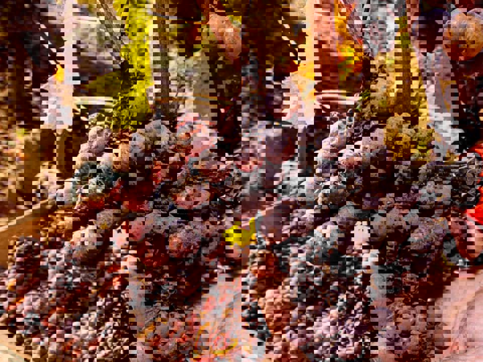 Điều gì khiến rượu vang làm từ nho Noble Rot trở nên đặc biệt?