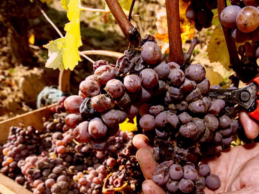 Điều gì khiến rượu vang làm từ nho Noble Rot trở nên đặc biệt? Điều gì khiến rượu vang làm từ nho Noble Rot trở nên đặc biệt?