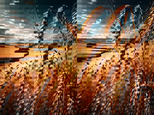 Các giống lúa mạch được sử dụng để sản xuất rượu whisky