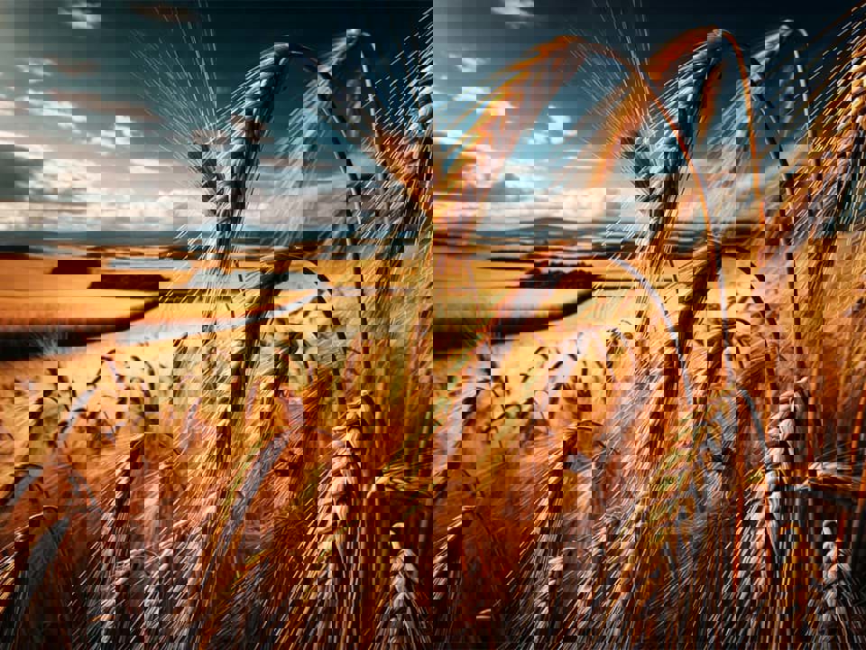 Các giống lúa mạch được sử dụng để sản xuất rượu whisky