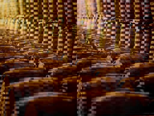 Nhà máy chưng cất rượu whisky của Việt Nam ra mắt thùng rượu single malt đầu tiên 