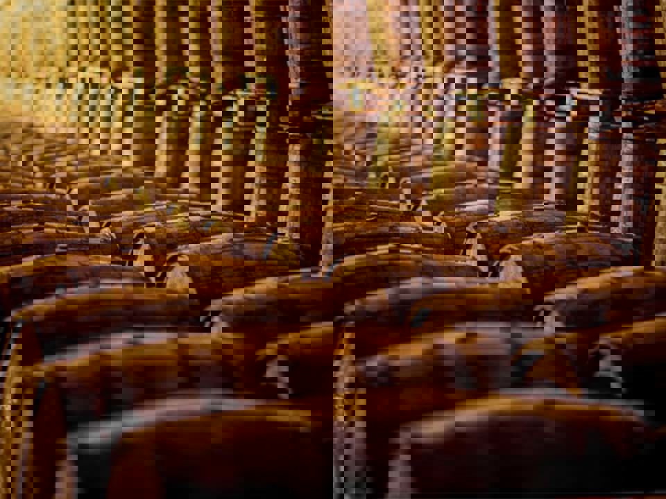 Nhà máy chưng cất rượu whisky của Việt Nam ra mắt thùng rượu single malt đầu tiên 