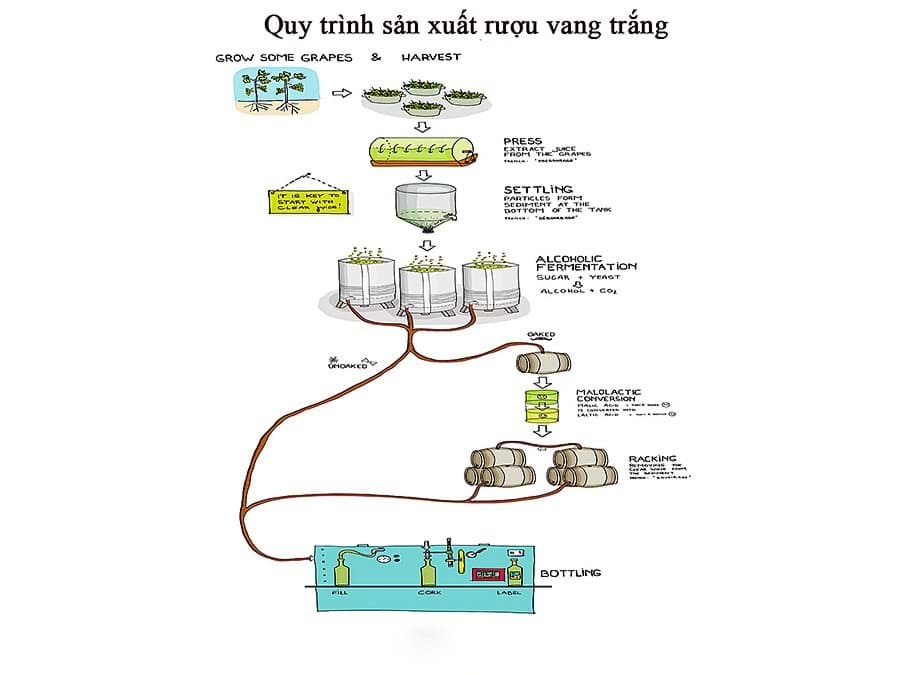 Quy trình sản xuất rượu vang trắng 