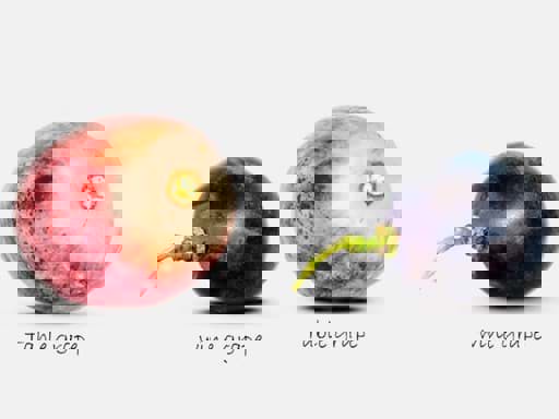 Sự khác nhau giữa giống nho làm vang và nho ăn là gì?