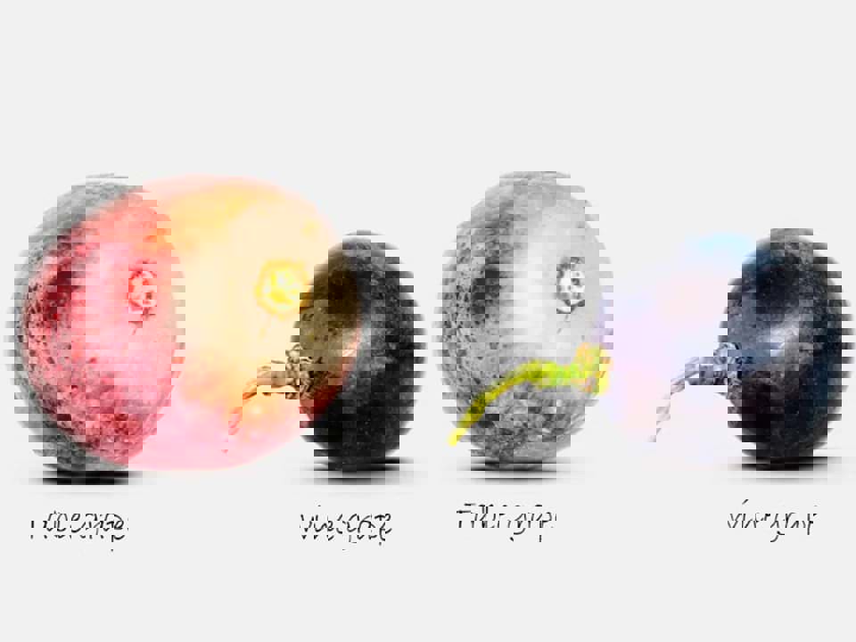 Sự khác nhau giữa giống nho làm vang và nho ăn là gì?