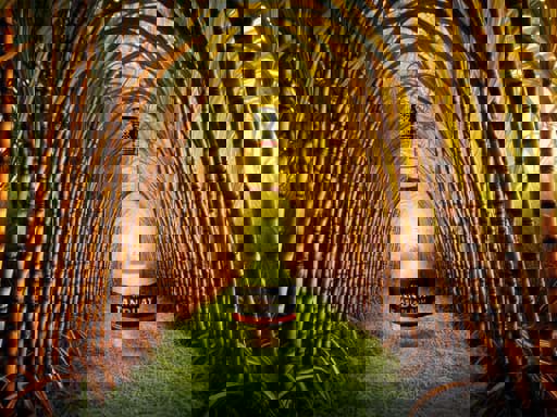 Top 10 thương hiệu rượu Rum bán chạy nhất năm 2022