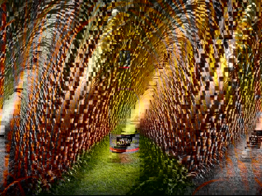 Top 10 thương hiệu rượu Rum bán chạy nhất năm 2022 Top 10 thương hiệu rượu Rum bán chạy nhất năm 2022