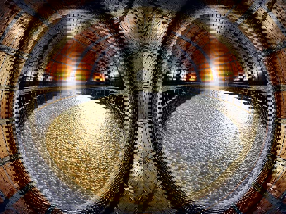 Các loại men rượu: phả hệ và đặc tính 