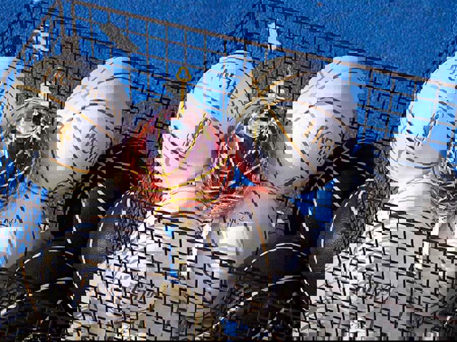 Hennessy Paradis x Lorenz Baumer Hennessy Paradis x Lorenz Baumer