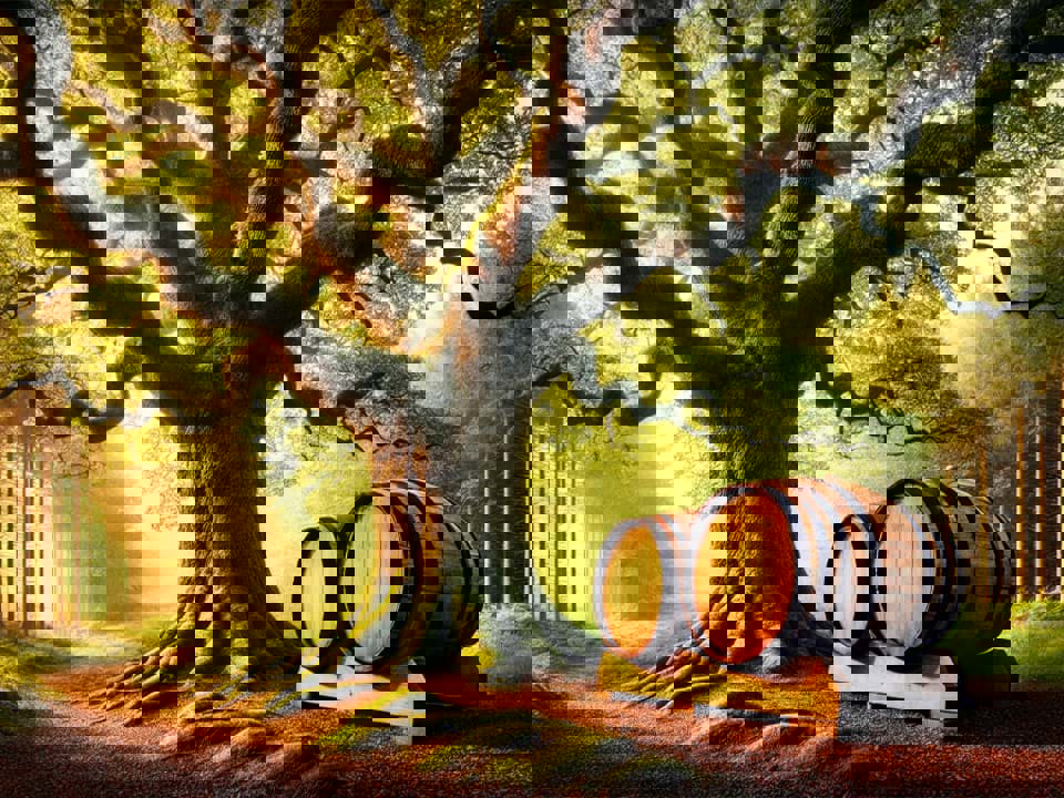 Hương vị gỗ sồi trong rượu whisky 