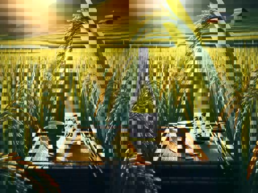 Lịch sử ngắn về sản xuất rượu Sake 