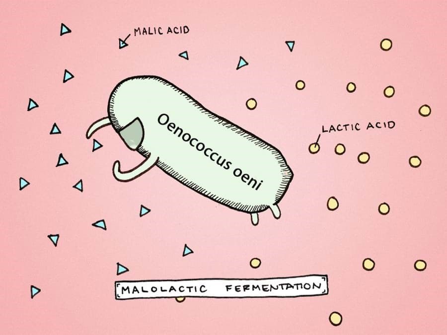 Malolactic Fermentation