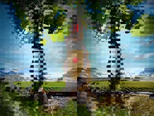 Classico trên nhãn chai vang có ý nghĩa gì? 