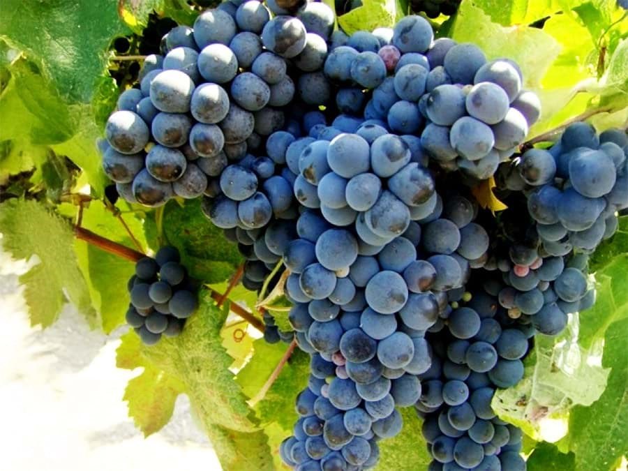 Nho tannat