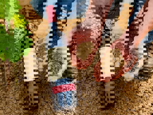 Ảnh hưởng của nền địa chất tới hương vị rượu vang