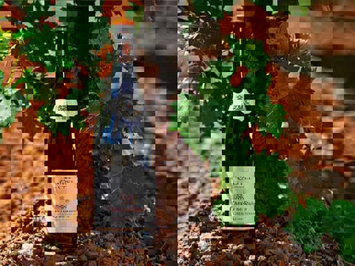 Maison trên nhãn chai vang là gì? 