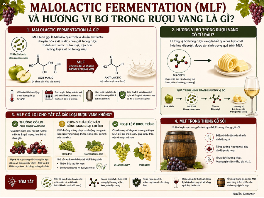 Malolactic Fermentation là gì? Hương vị bơ trong rượu vang có từ đâu?