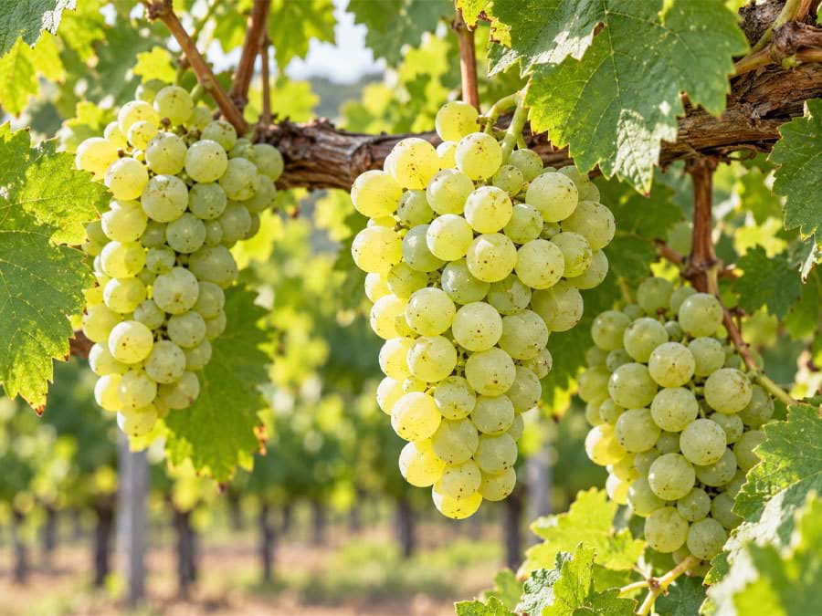 Sauvignon blanc Sauvignon blanc