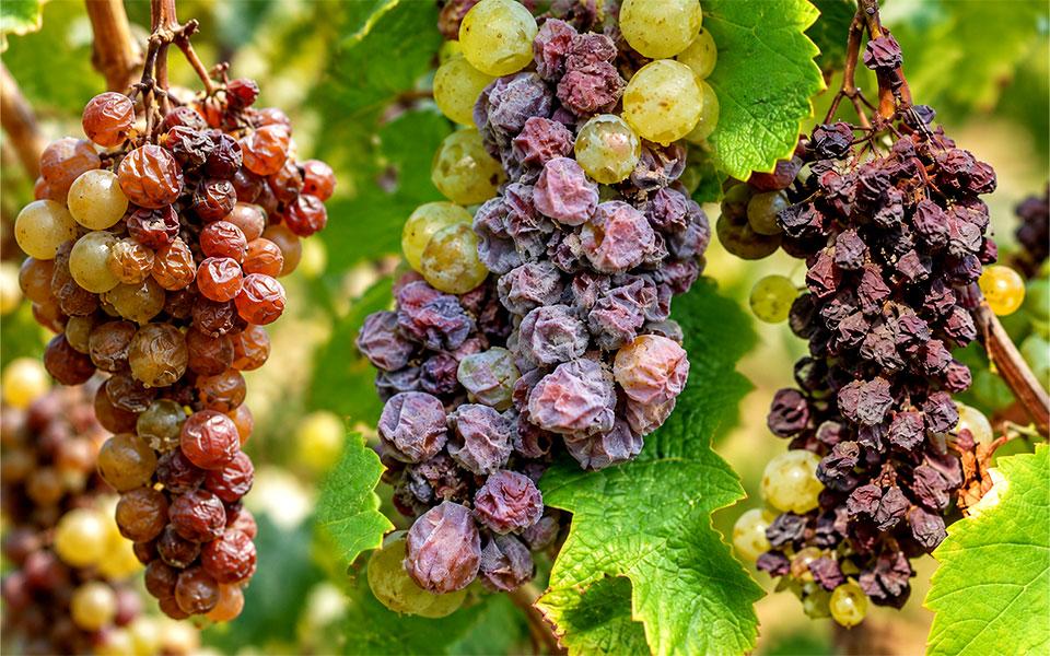 nhiễm nấm botrytis cinerea