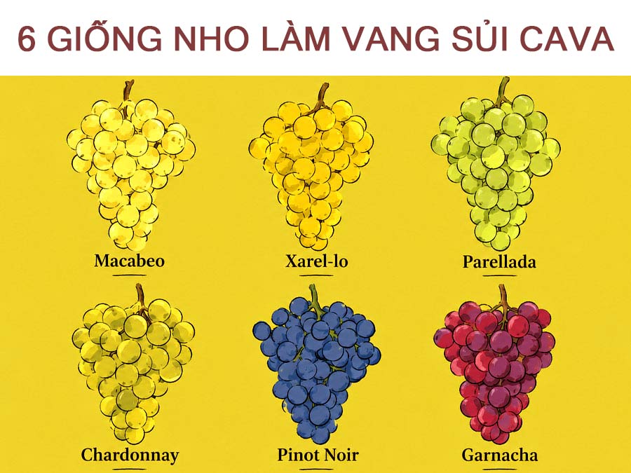 6 Giống nho sử dụng làm vang Cava