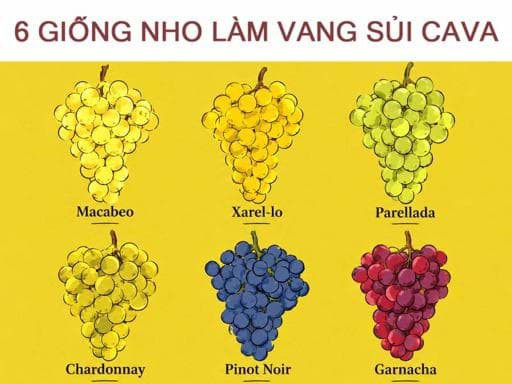 6 Giống nho sử dụng làm vang Cava