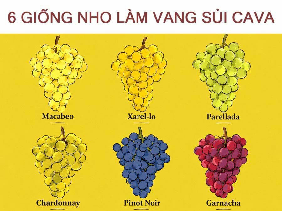 6 Giống nho sử dụng làm vang Cava 6 Giống nho sử dụng làm vang Cava