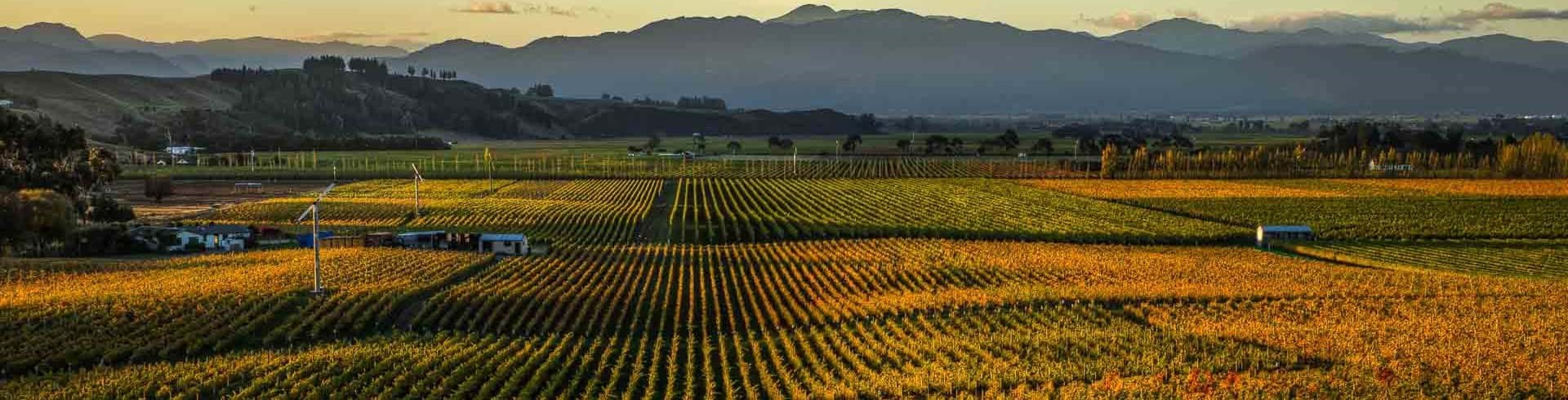 Hình ảnh cho danh mục Vang New Zealand