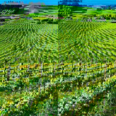 Top 10 quốc gia sản xuất rượu vang lớn nhất thế giới vào năm 2021