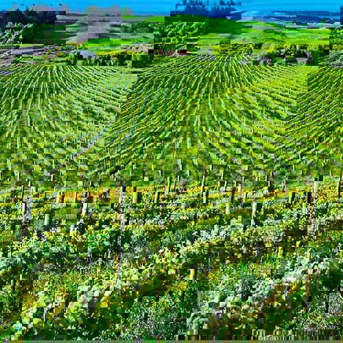 Top 10 quốc gia sản xuất rượu vang lớn nhất thế giới vào năm 2021 Top 10 quốc gia sản xuất rượu vang lớn nhất thế giới vào năm 2021