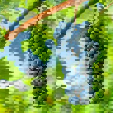 Kết quả của cuộc thi Cabernet Sauvignon Asia Masters 2022